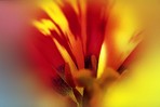 tulipe1.jpg