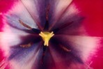 tulipe2.jpg