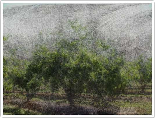 Rêve d'arbres